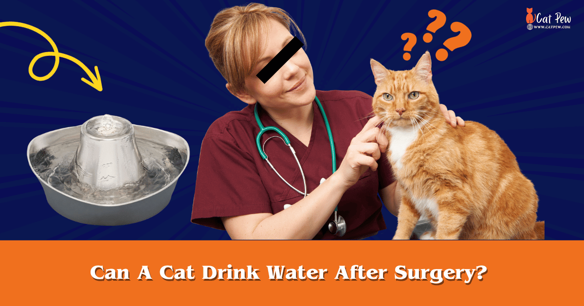 Can A Cat Drink Water After Surgery