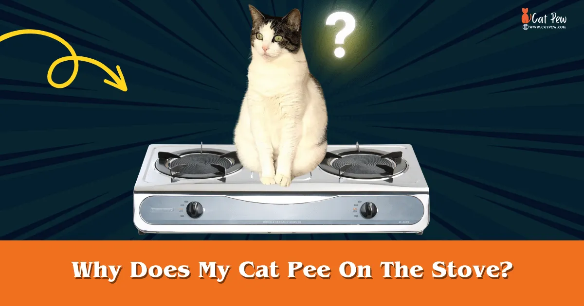 Why Does My Cat Pee On The Stove