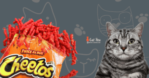 Why Does My Cat Like Hot Cheetos