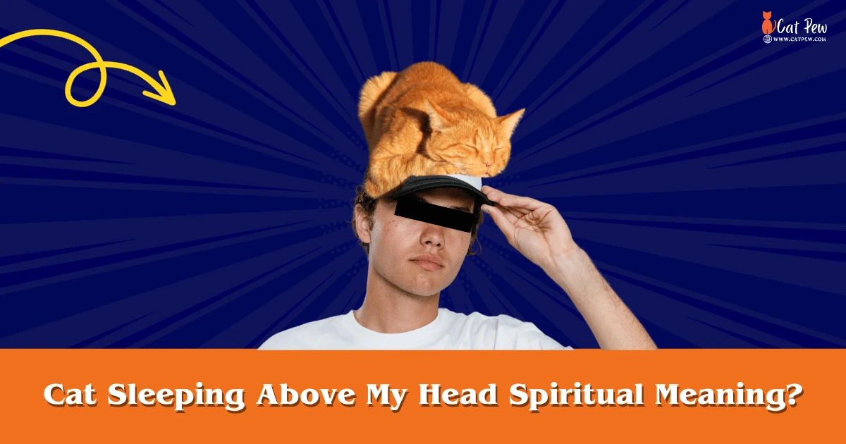 Cat Sleeping Above My Head Spiritual Meaning