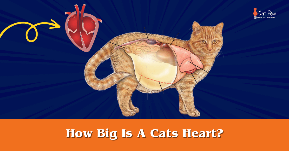 How Big Is A Cat's Heart: Fascinating Feline Anatomy!