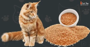Can Cats Have Brown Sugar