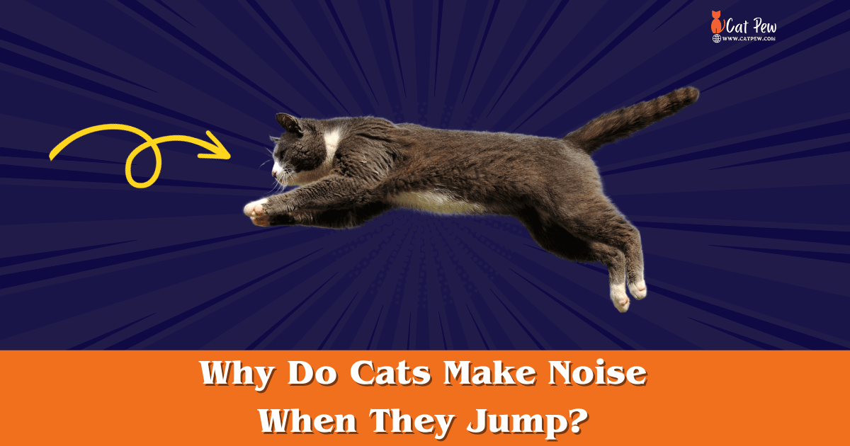 Why Do Cats Make Noise When They Jump