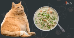 Can Cats Eat Cream Of Chicken Soup