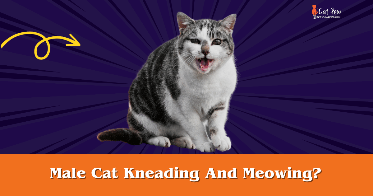 Male Cat Kneading And Meowing