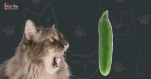 Why Are Cats Scared Of A Cucumber