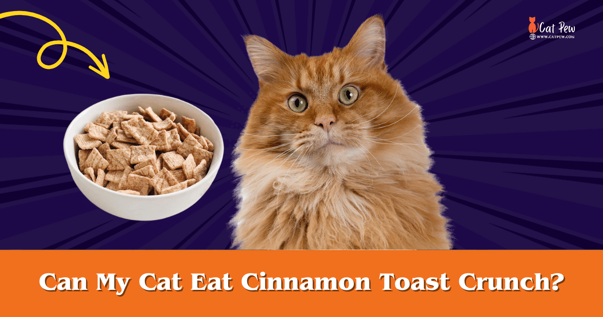 Can My Cat Eat Cinnamon Toast Crunch