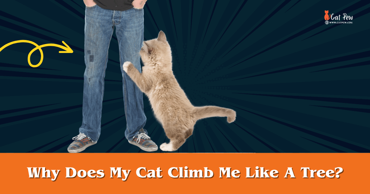 Why Does My Cat Climb Me Like A Tree