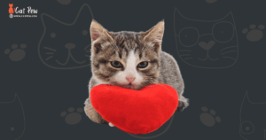 How Big Is A Cat’s Heart