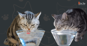 Can A Cat Drink Water After Surgery