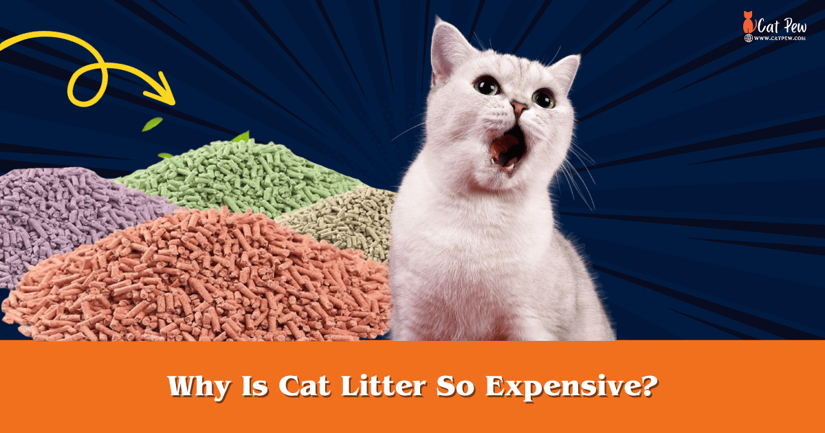 Why Is Cat Litter So Expensive