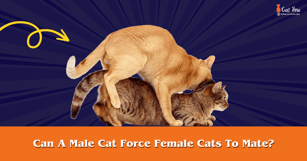 Can A Male Cat Force Female Cats To Mate