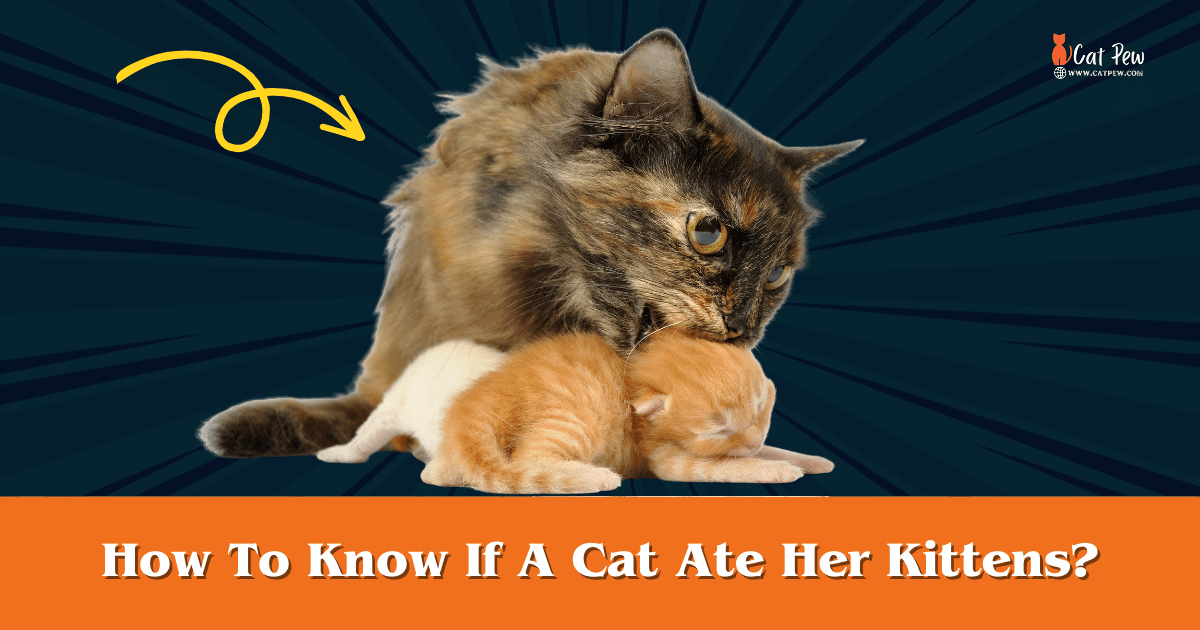 How To Know If A Cat Ate Her Kittens