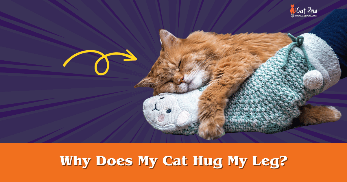 Why Does My Cat Hug My Leg