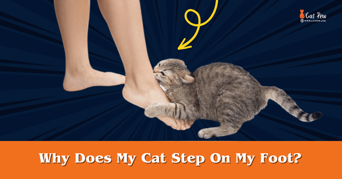 Why Does My Cat Step On My Foot