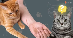 Are Cat Scratches Dangerous