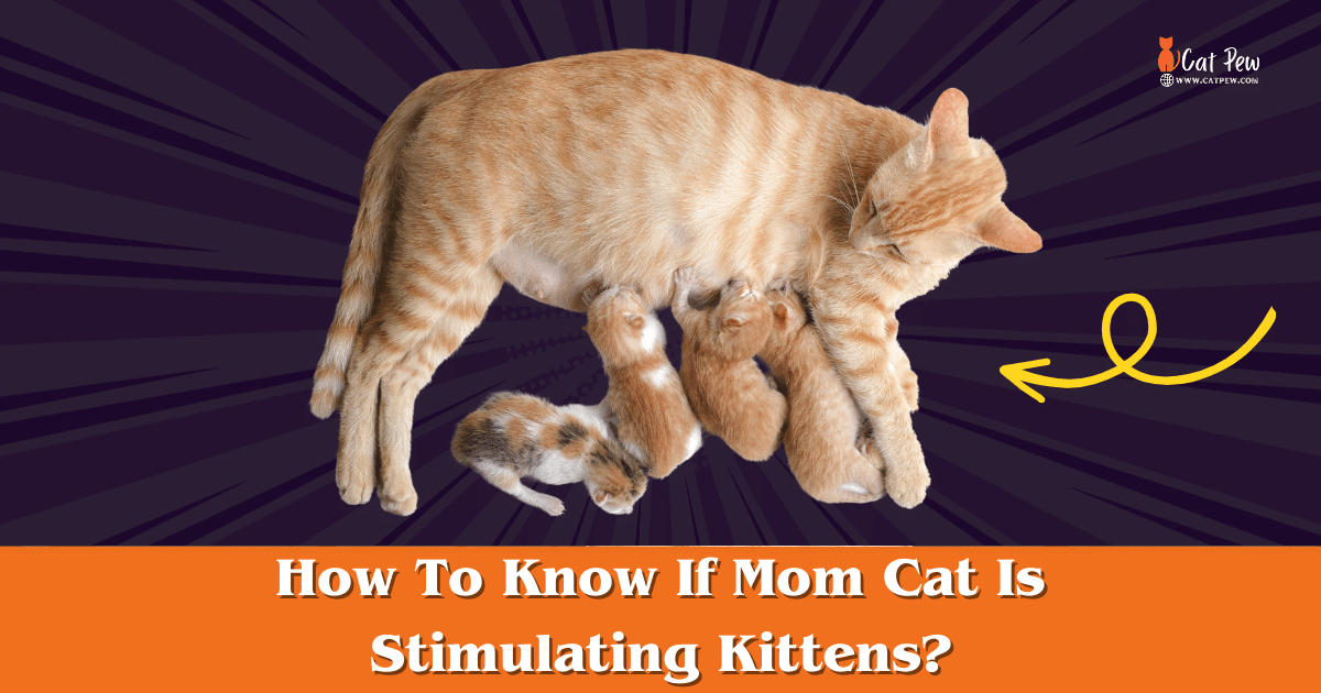 How To Know If Mom Cat Is Stimulating Kittens