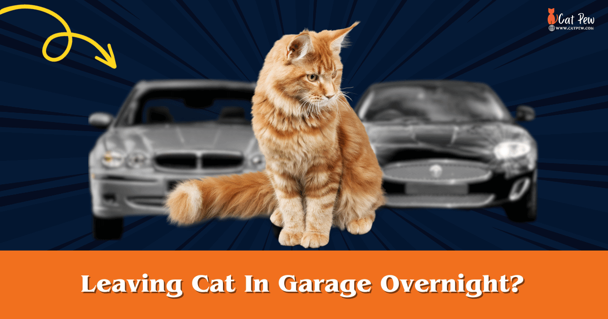 Leaving Cat In Garage Overnight