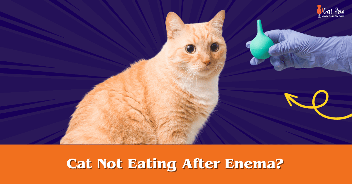 Cat Not Eating After Enema