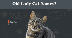 Old Lady Cat Names