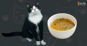 How To Dilute Chicken Broth For Cats