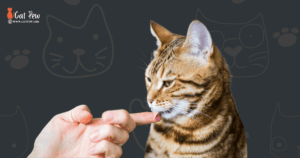 Why Does My Cat Hold My Finger In His Mouth