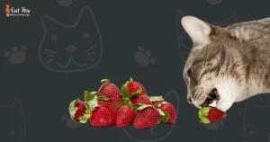 Can Cats Have Strawberries