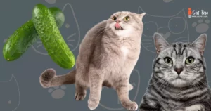 Why Are Cats Scared Of A Cucumber