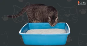 How To Litter Train A Kittens