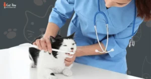 Why Do Cats Get Kidney Disease