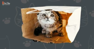 Why Do Cats Like Boxes And Bags