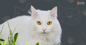Why Do Cats Have Yellow Eyes