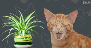 What Plants Are Toxic To Cat