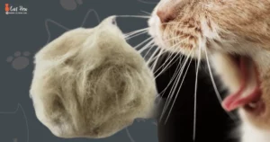 Why Do Cats Get Hairballs