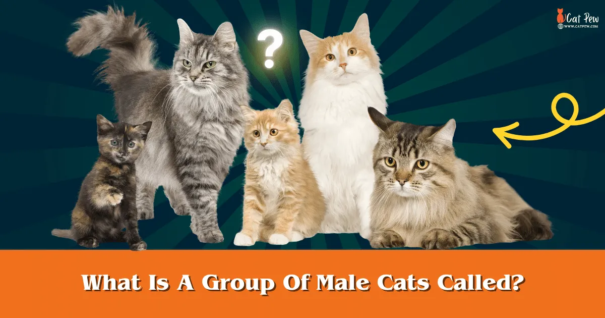 What Is A Group Of Male Cats Called