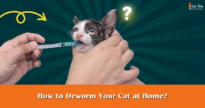 How to Deworm Your Cat at Home