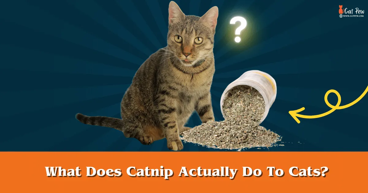 What Does Catnip Actually Do To Cats