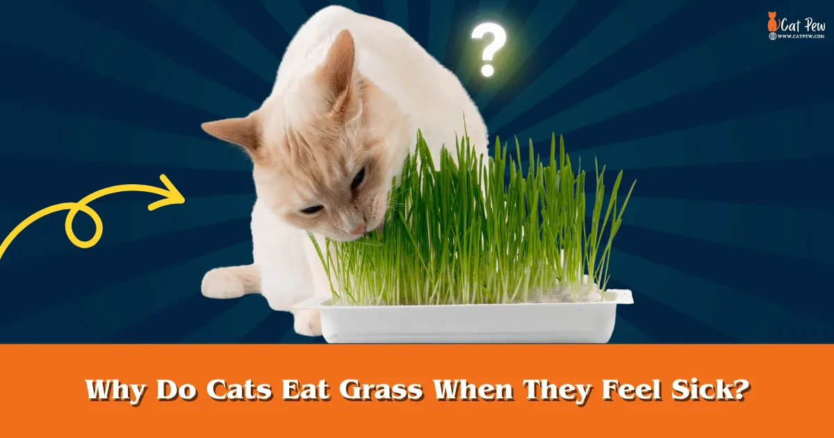Why Do Cats Eat Grass When They Feel Sick