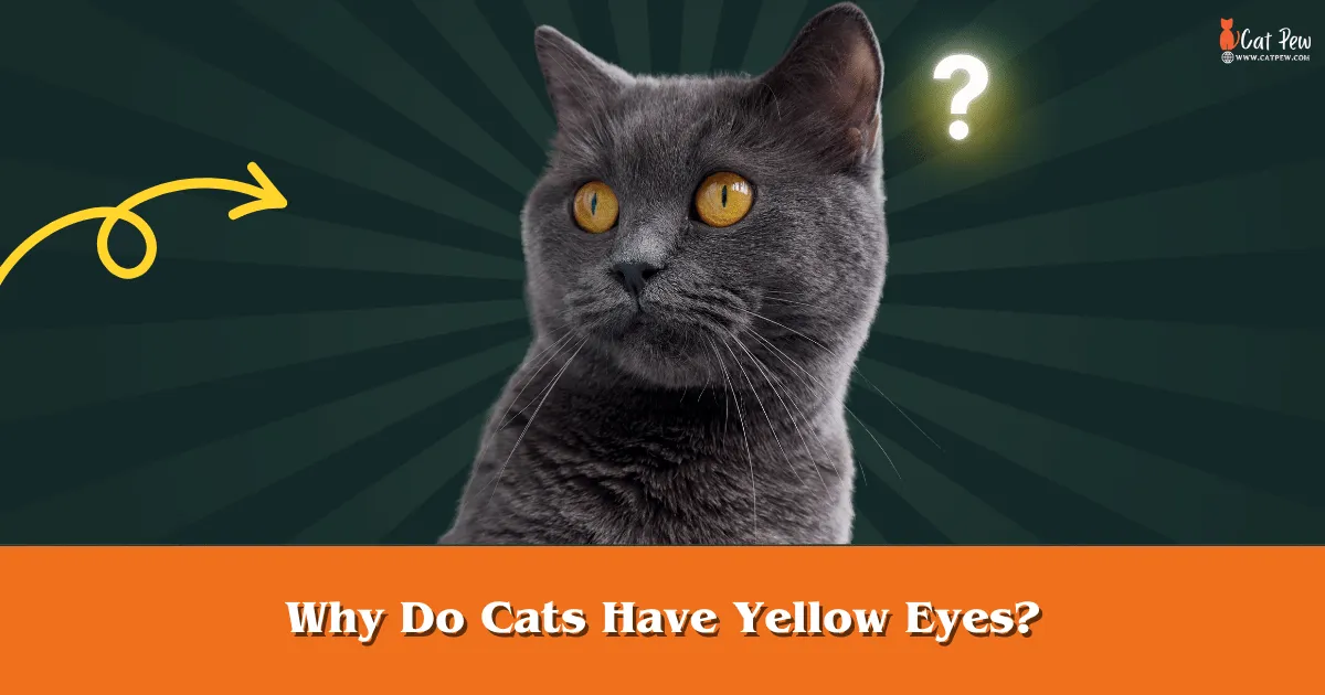 Why Do Cats Have Yellow Eyes