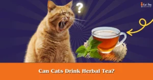 Can Cats Drink Herbal Tea