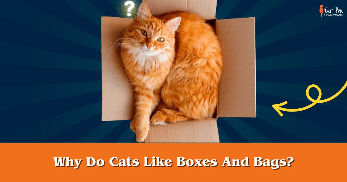 Why Do Cats Like Boxes And Bags