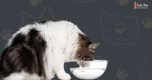 How Much Water Should A Cats Drink