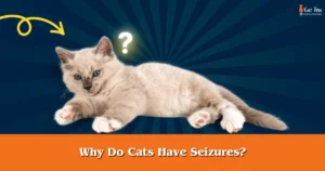 Why Do Cats Have Seizures
