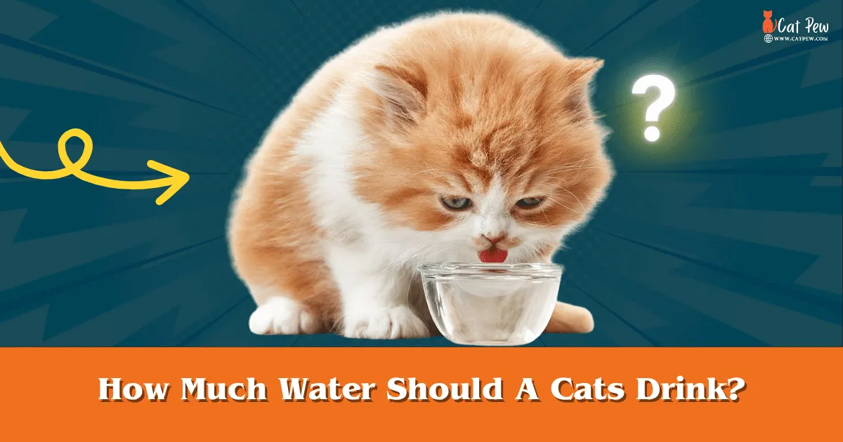 How Much Water Should A Cats Drink
