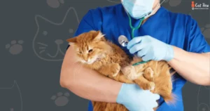 Why Do Cats Get Kidney Disease