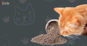 What Does Catnip Actually Do To Cats