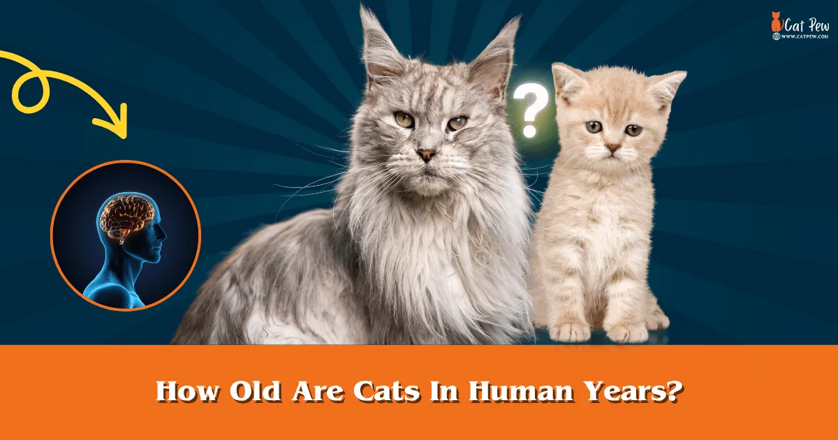 How Old Are Cats In Human Years