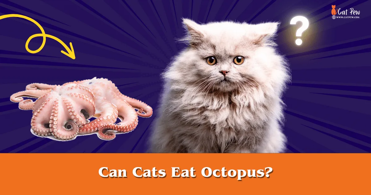 Can Cats Eat Octopus