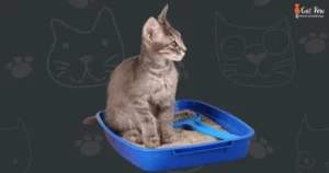 How To Litter Train A Kittens