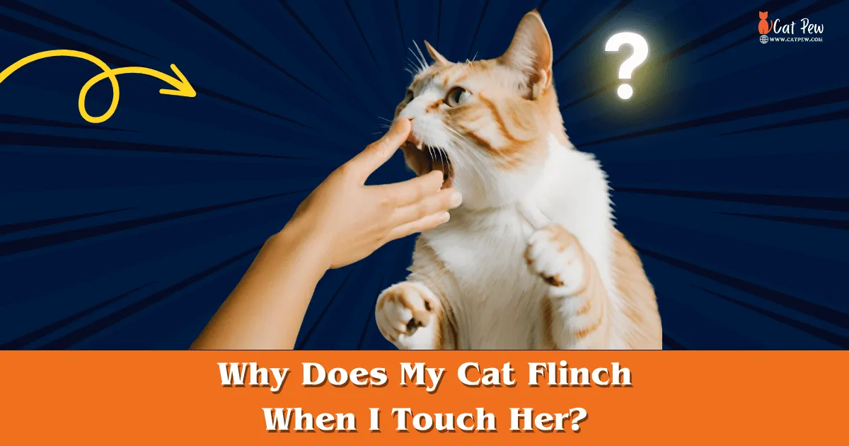 Why Does My Cat Flinch When I Touch Her